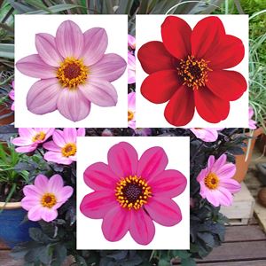 Afbeelding van Ej Dahlia Divers